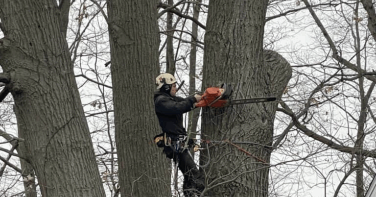 Tree Logging Service Near Me: A Complete Guide